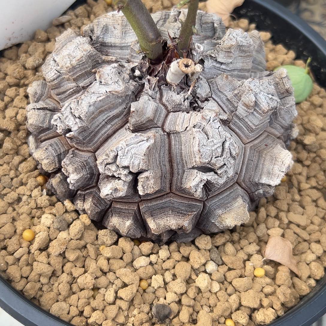 完全开放龟甲龙ggggg