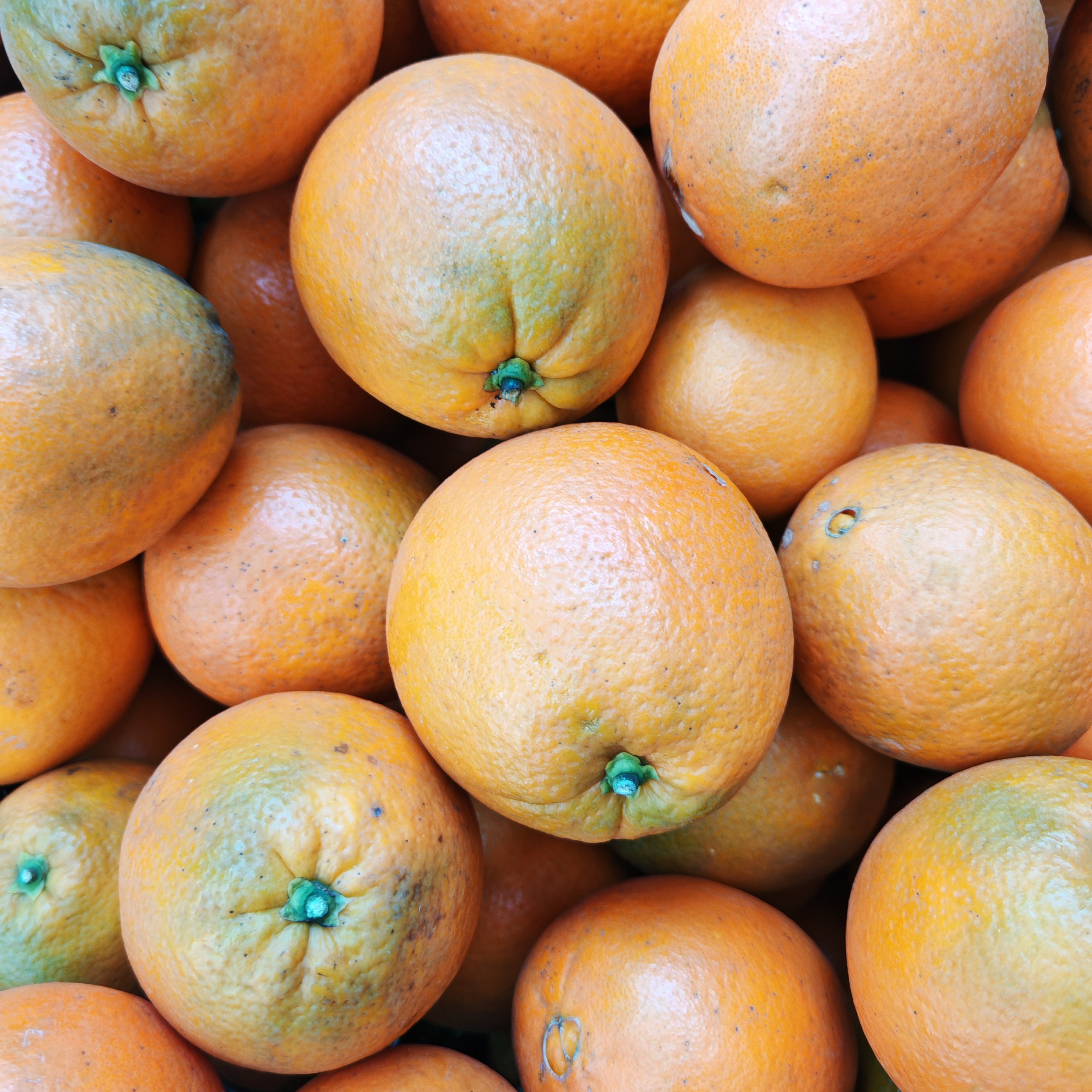 湖南湘西现场收土货脐橙