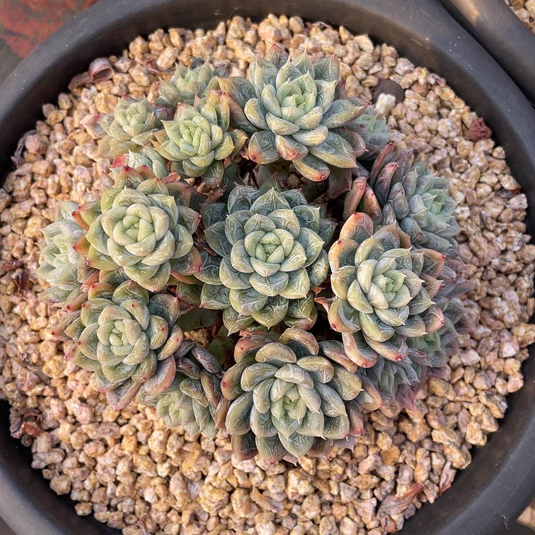 多肉植物一物一拍