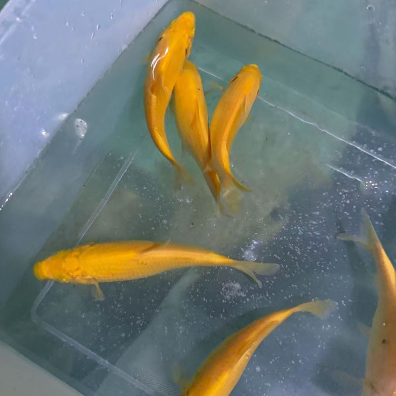 8-10厘米黄猿芥子一组三条活体观赏鱼锦鲤好养耐活开缸练手