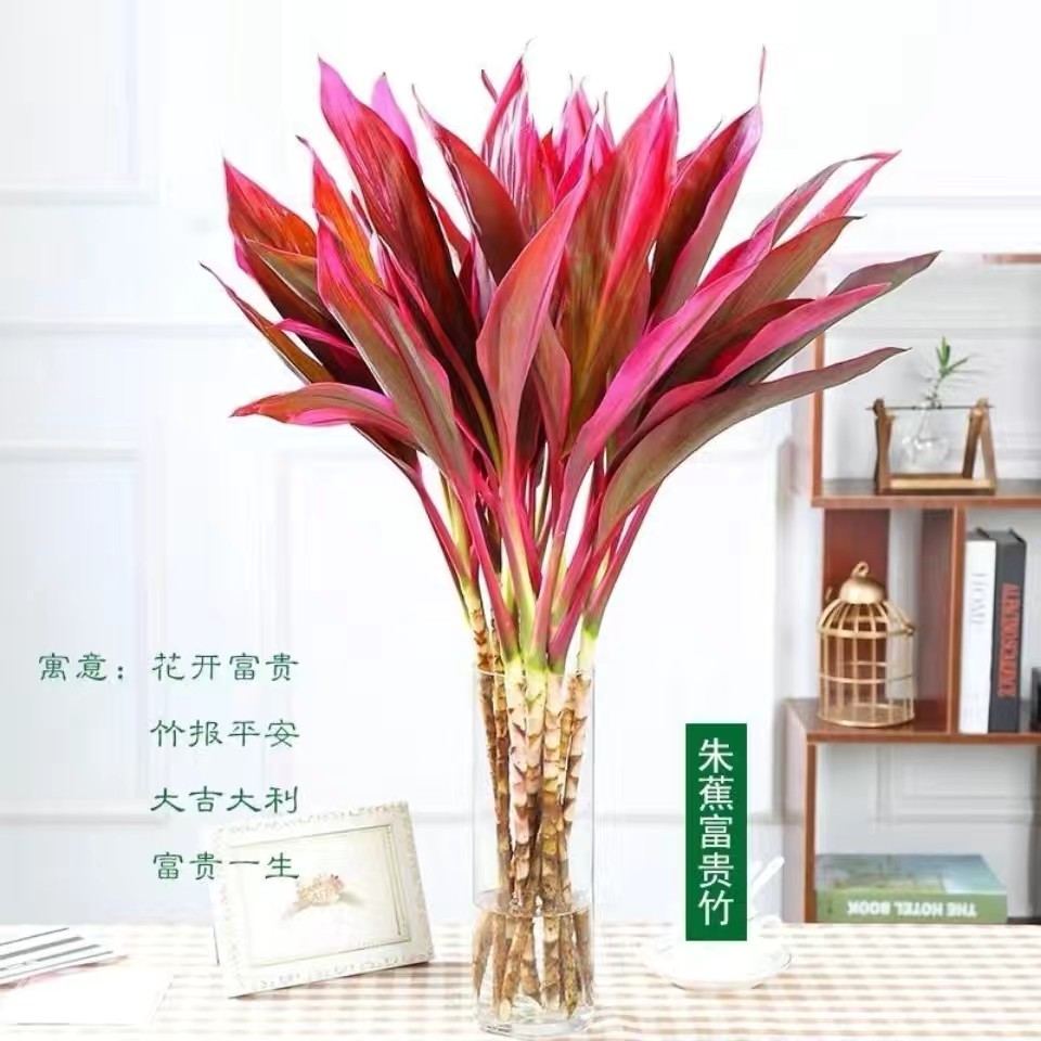 鸿运竹紫竹富贵竹鸿运当头室内红朱蕉简单好养净化空气水