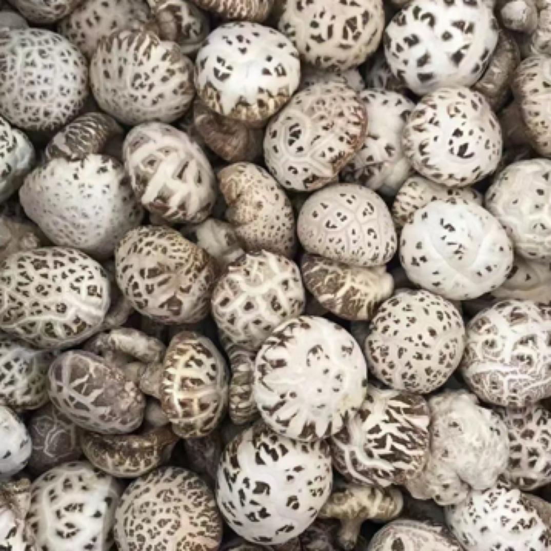 散装正宗高山椴木花菇农家菌菇原产椴木香菇干蘑菇干香菇营养香菇