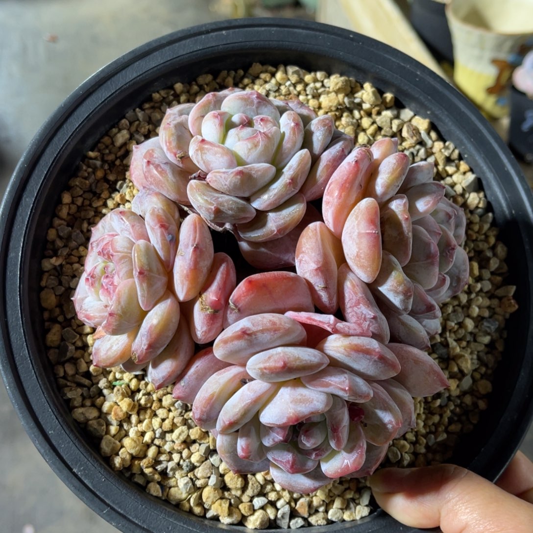 星影突尼斯有摘 一物一拍不支持退换