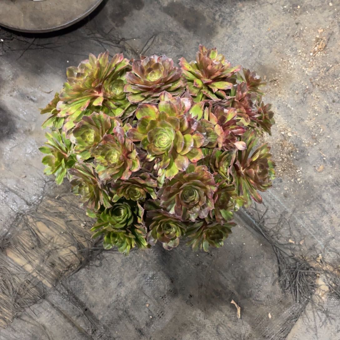 斑斓漂亮漂亮漂亮漂亮漂亮