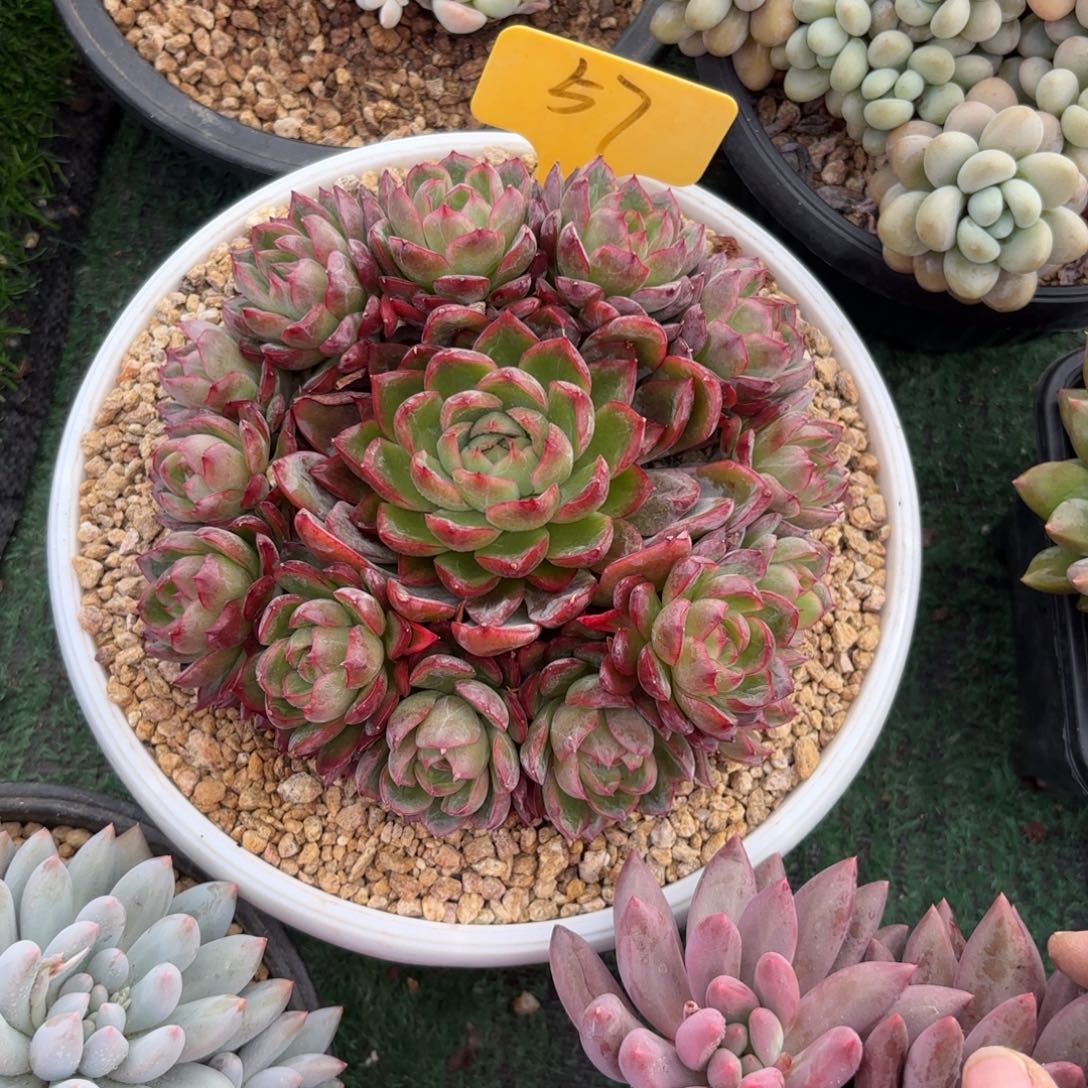 平***水57fghjjkkkkkkkk多肉