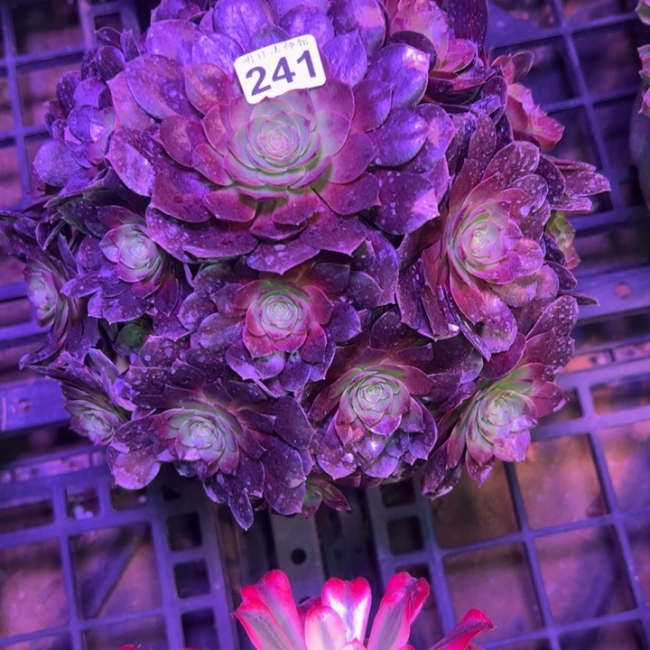 赤焰莲241多肉法师