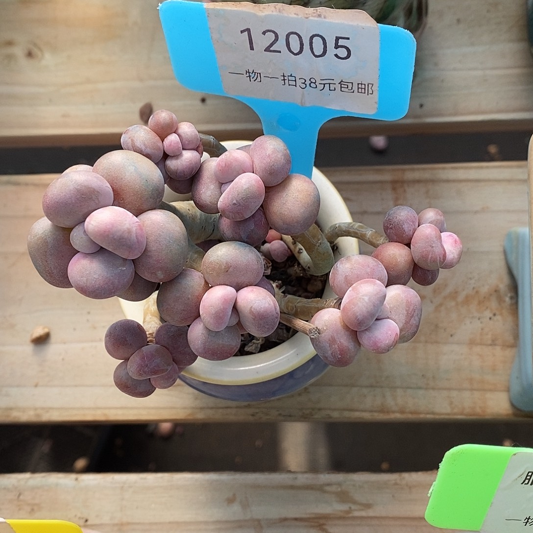 005头姐姐咯哦我我哦哦哦