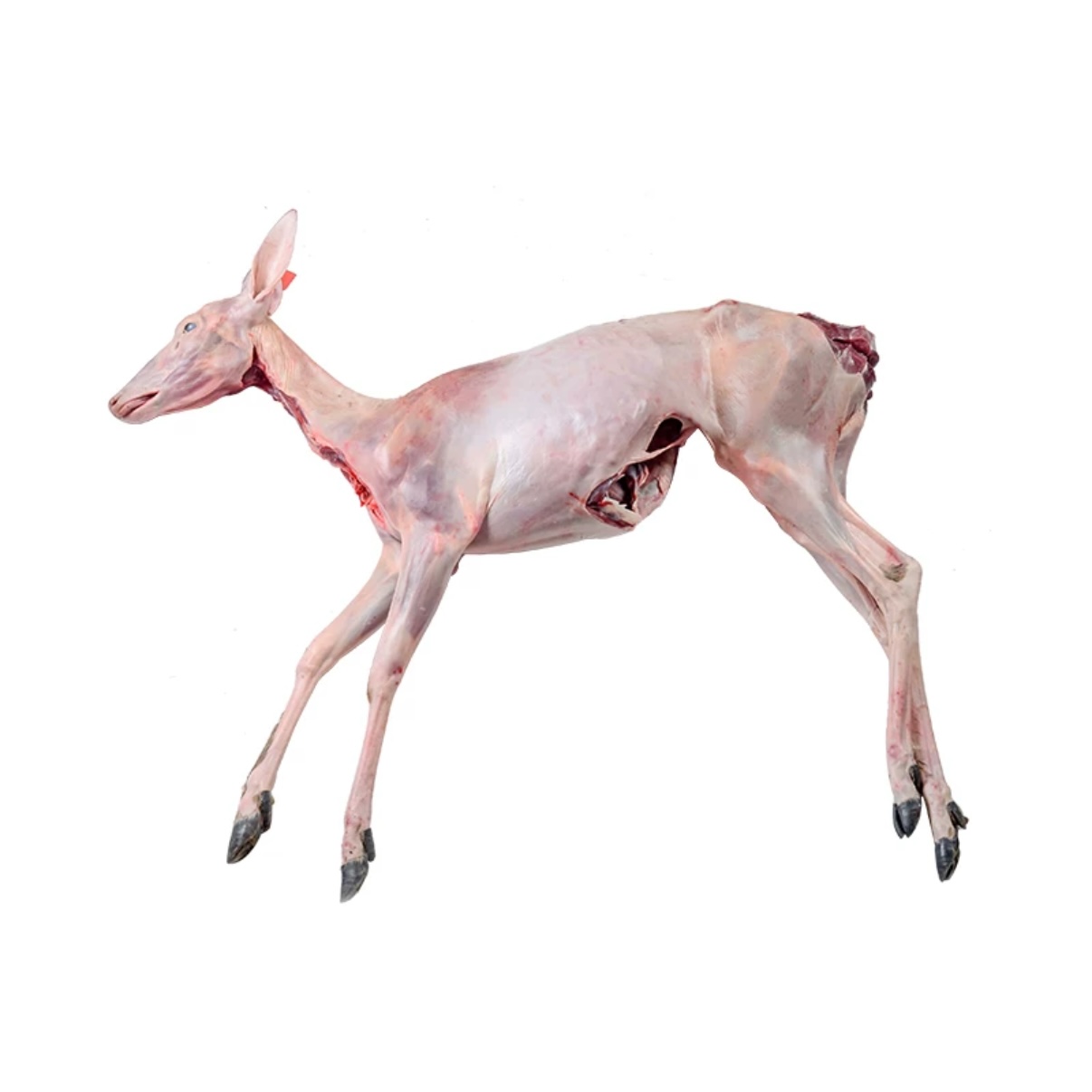 新鲜白条鹿整只屠宰 整鹿现称 保证新鲜 顺丰包邮 自家鹿场直发