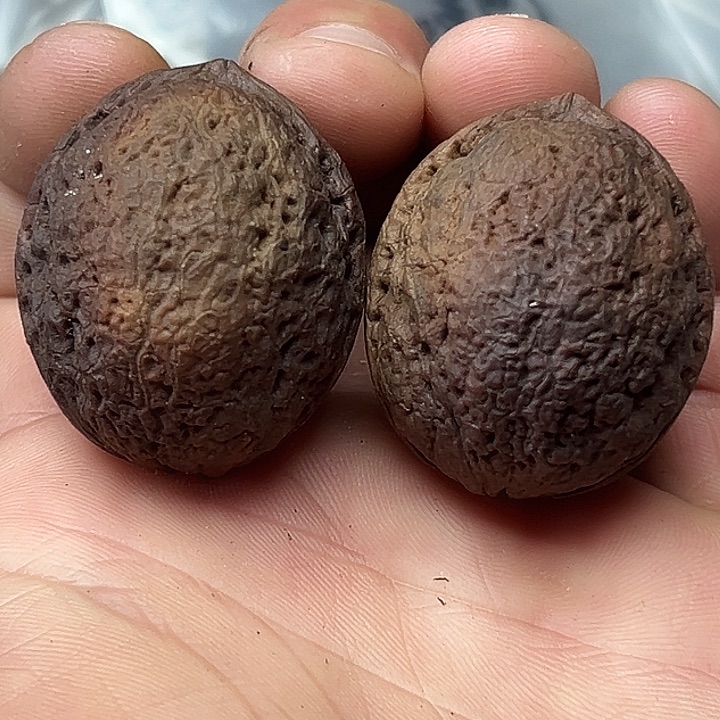 把件文玩核桃28号花彩小罗汉36尺