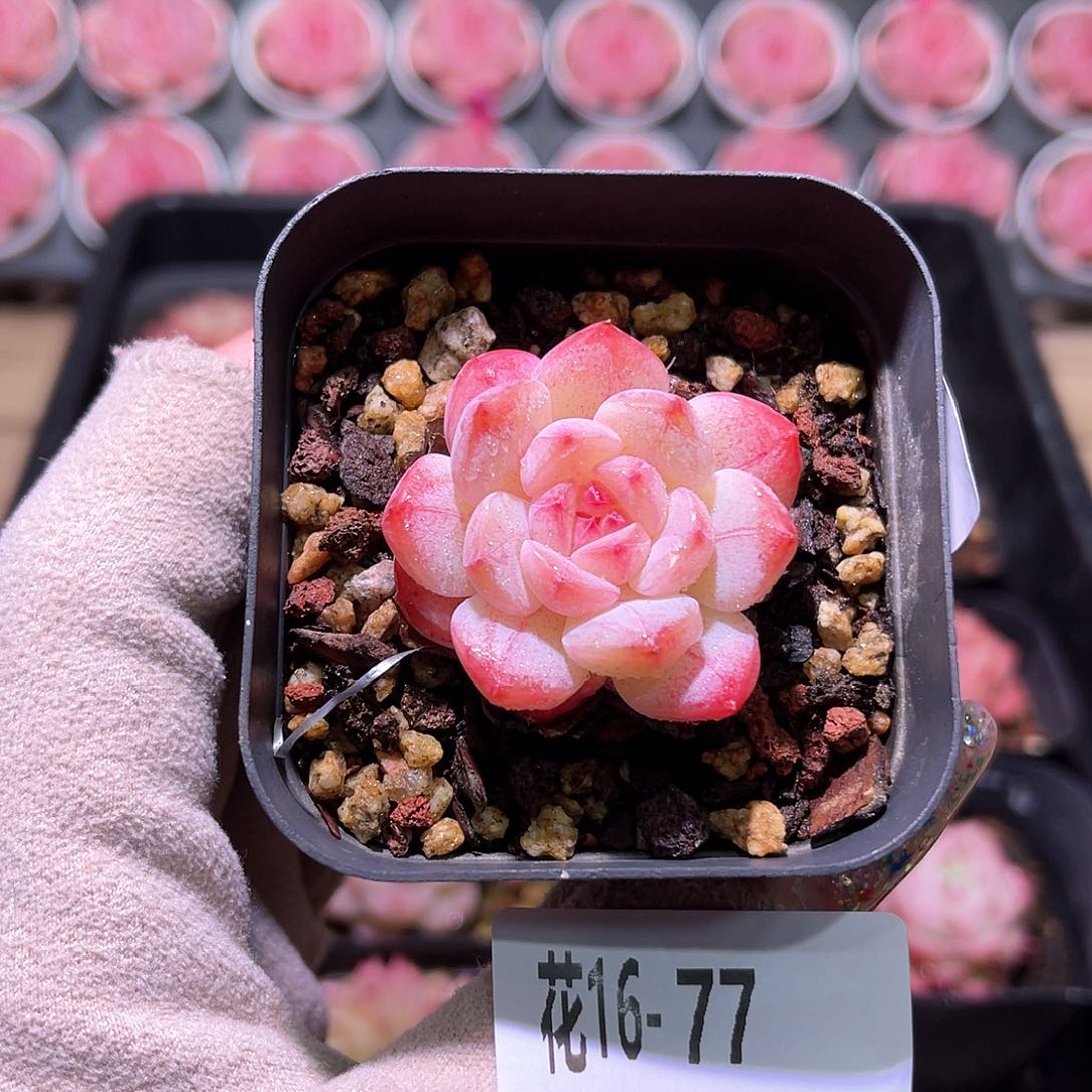 花利美16-77白桃汽水