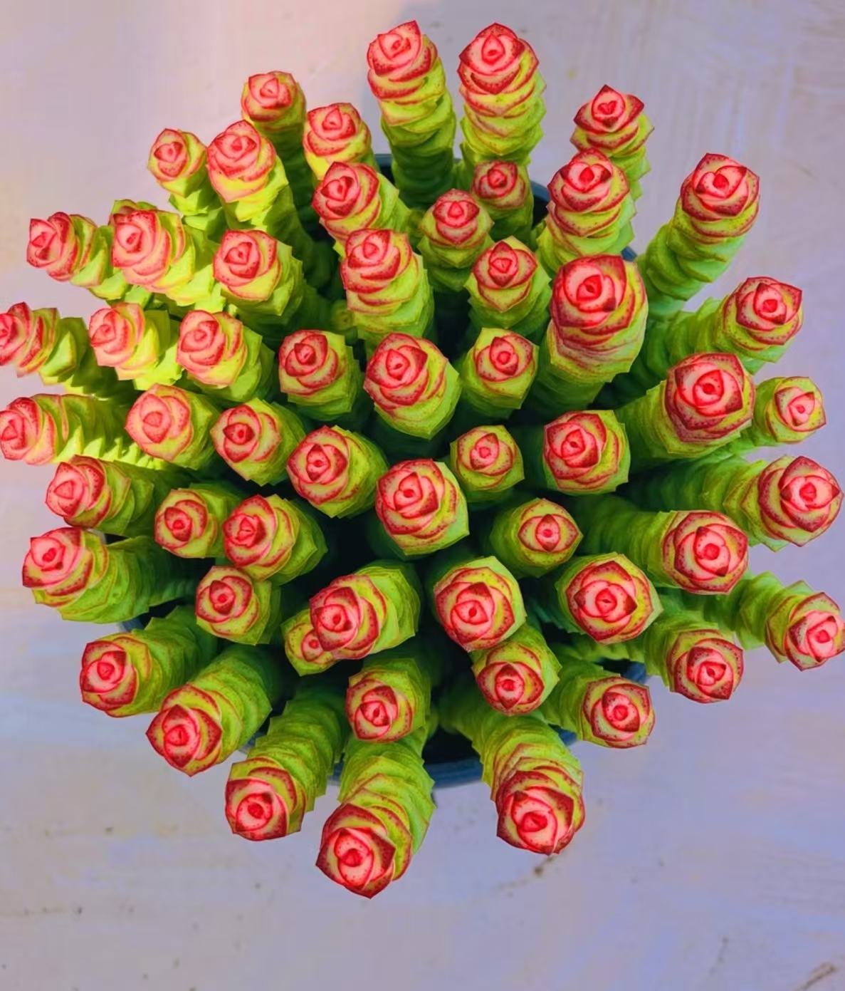 Y钱多多 【元旦迎新】【年宵纳福】多肉植物 寓意好不褪色带盆土发货