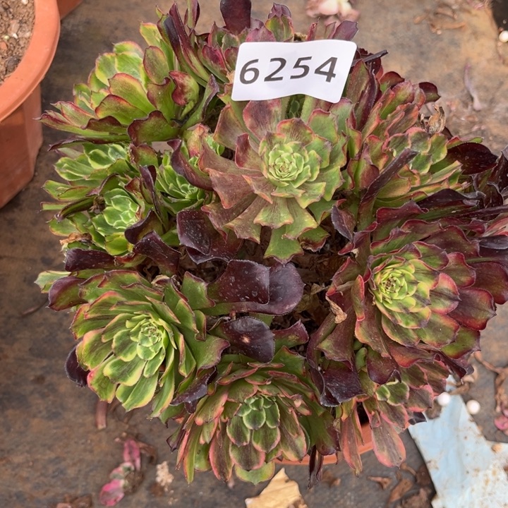 紫薇特价多肉发货