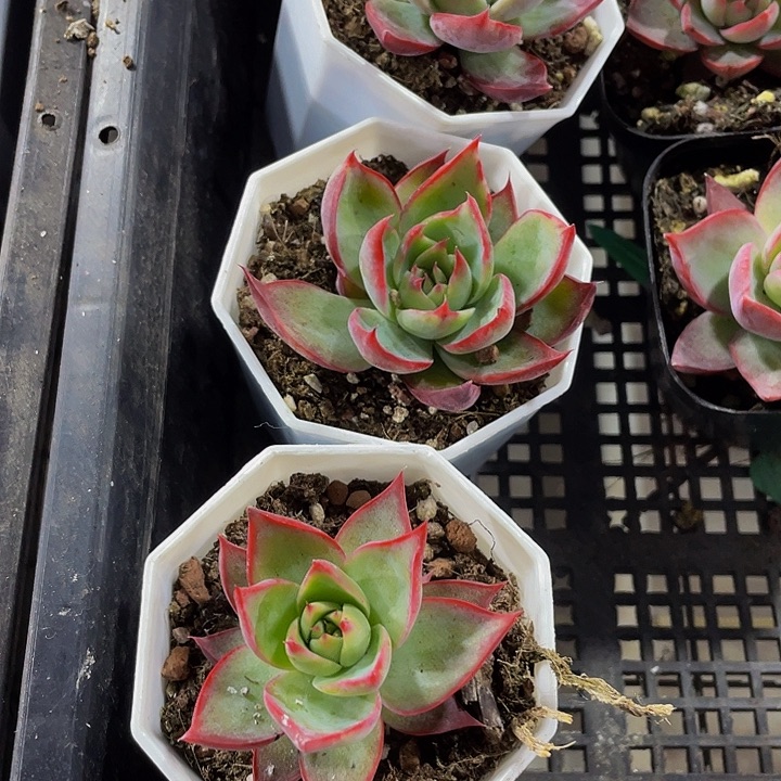 八角盆惊鸿带盆土发货