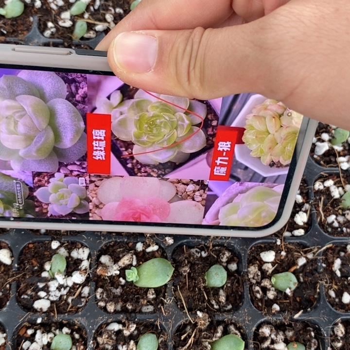 绿琉璃芽苗一个量拍