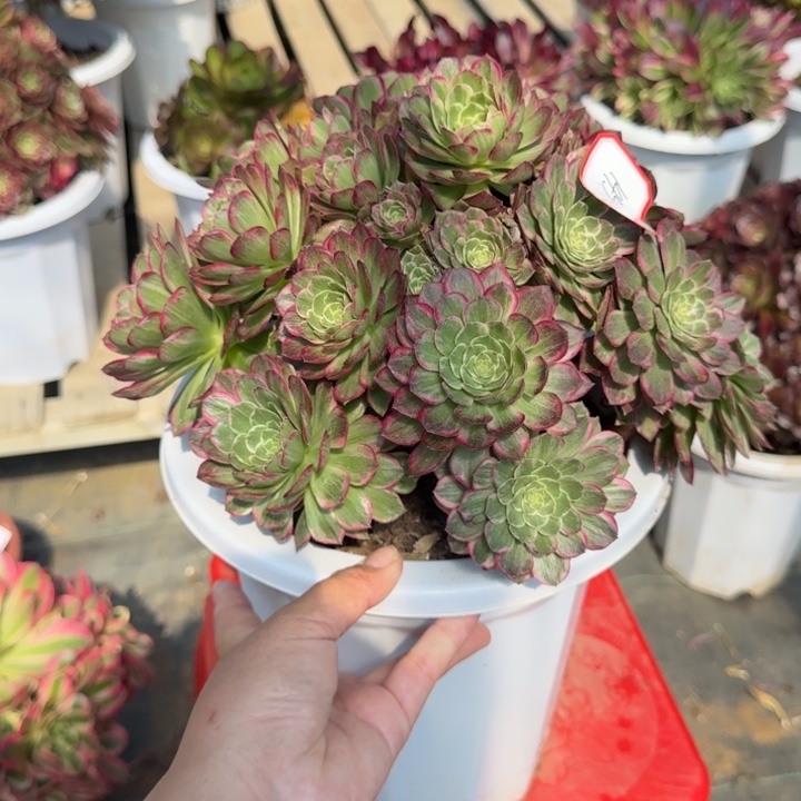 花好月又圆0330～145