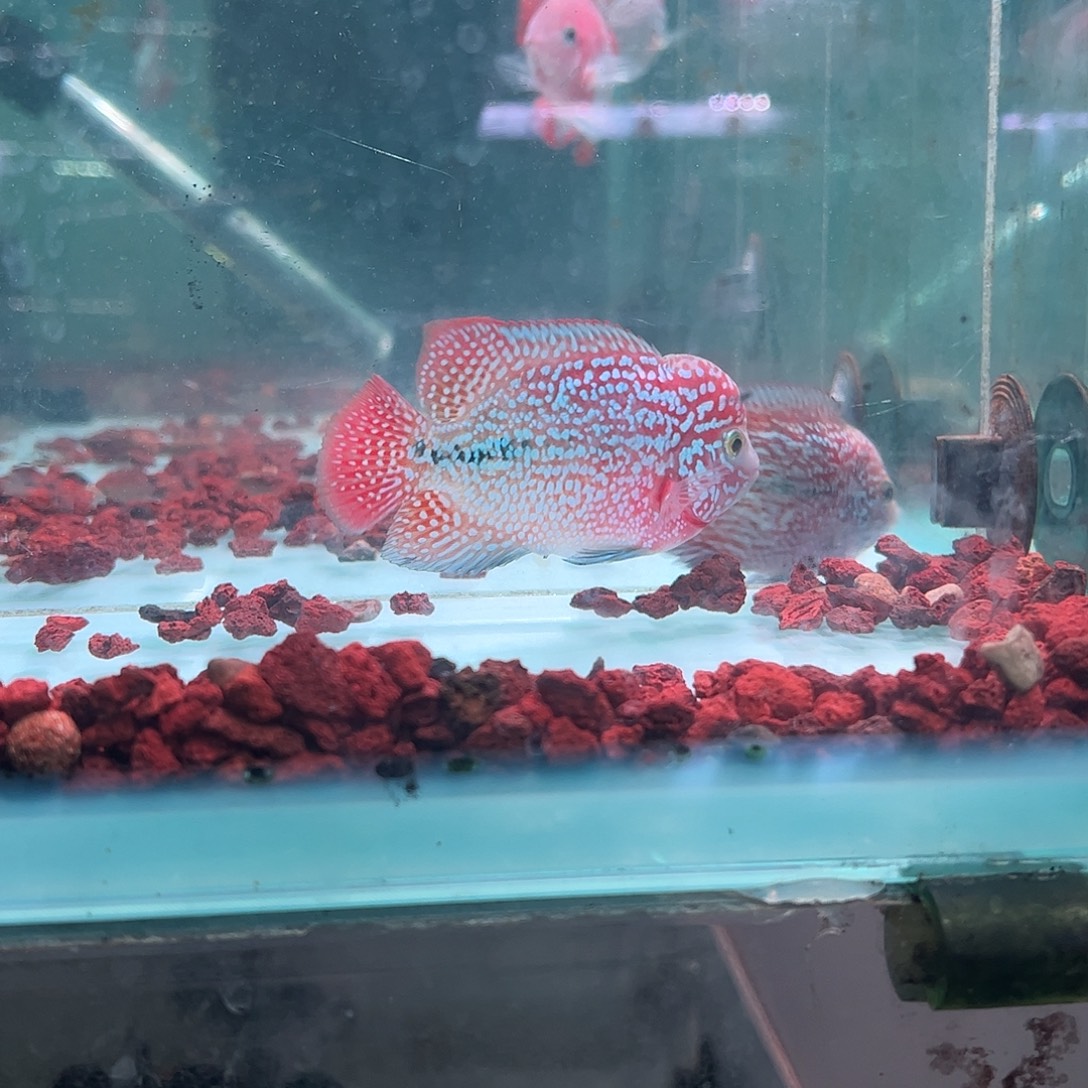 罗汉鱼F1古幻罗汉观赏鱼