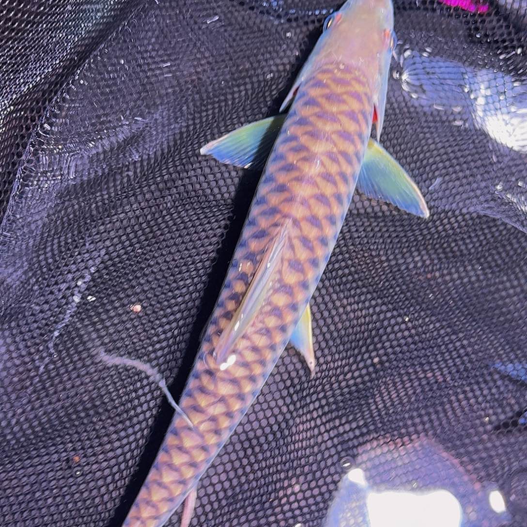 吉罗鱼盈江盈江盈江