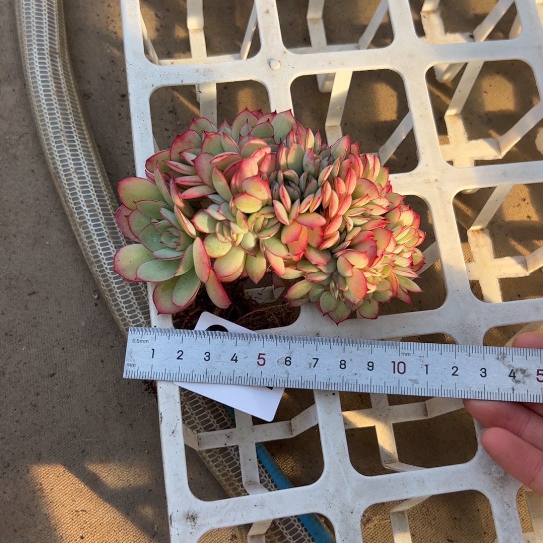 *****694 多肉植物组合盆栽