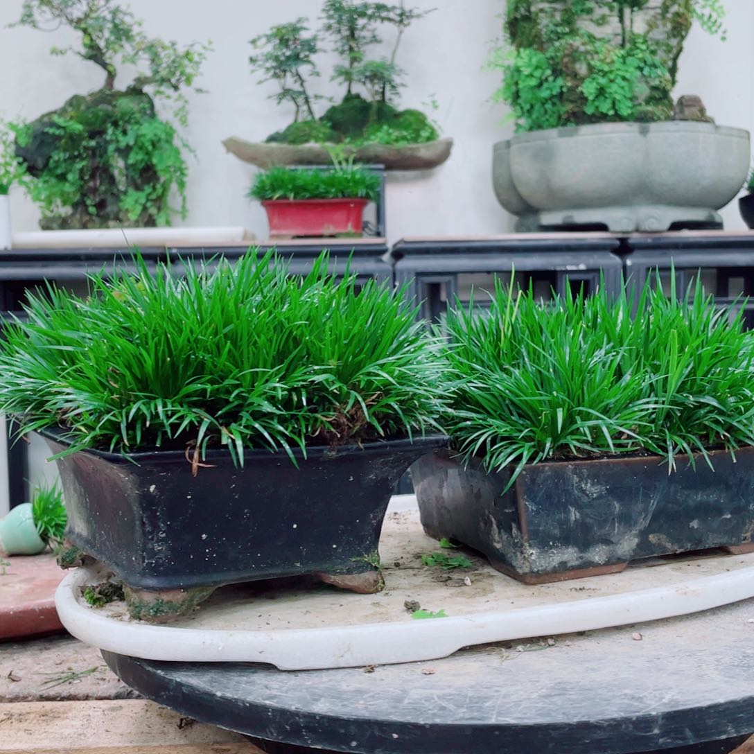 无铅玻璃H****s铁线蕨铁线蕨铁线蕨