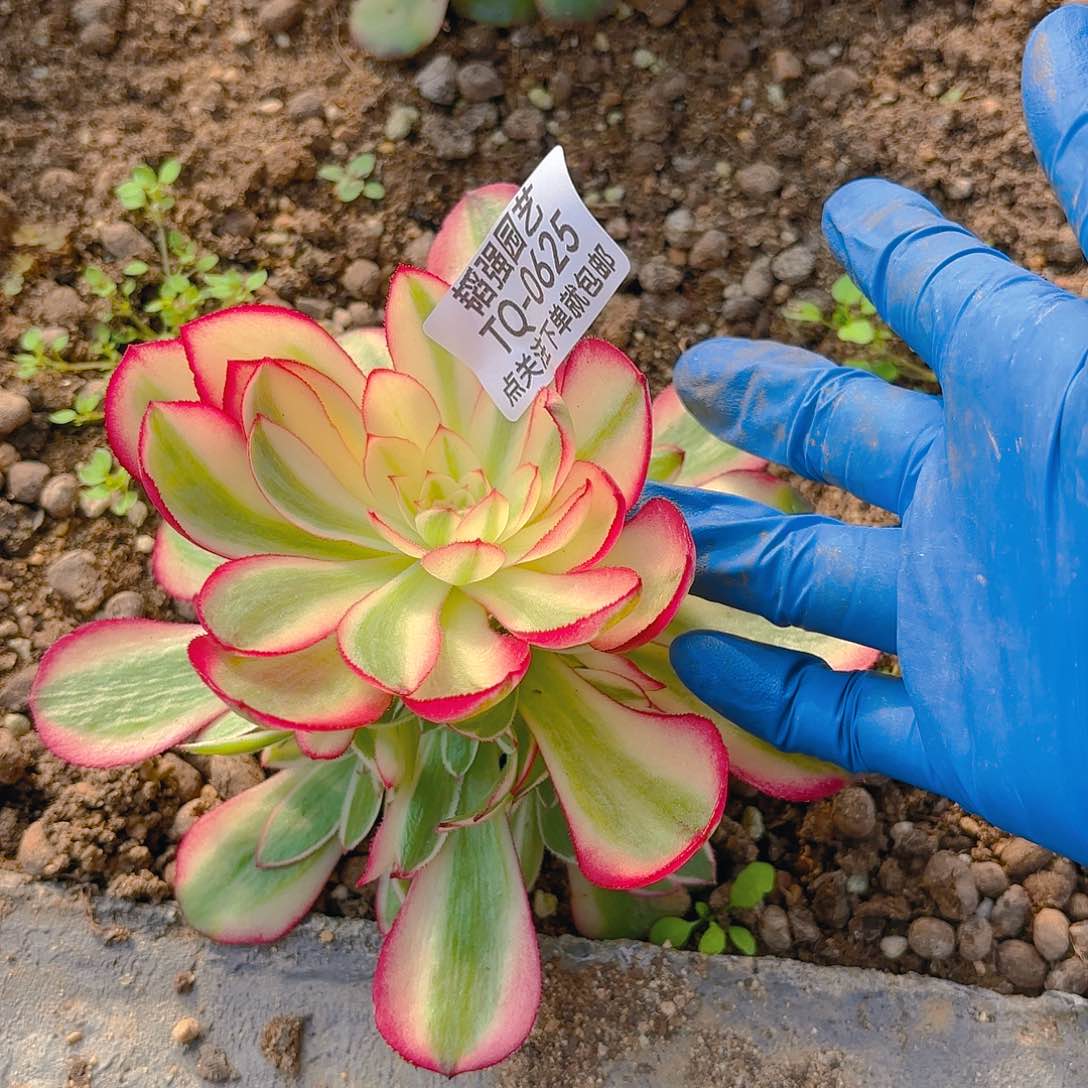 荔枝六号多肉植物625