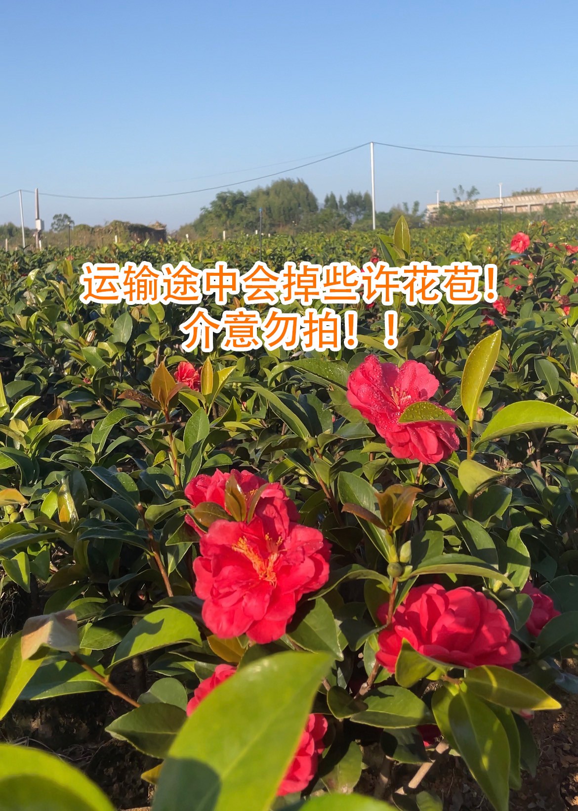 重瓣【夏日七星】山茶花盆栽四季开花好养易活适合室内外种植