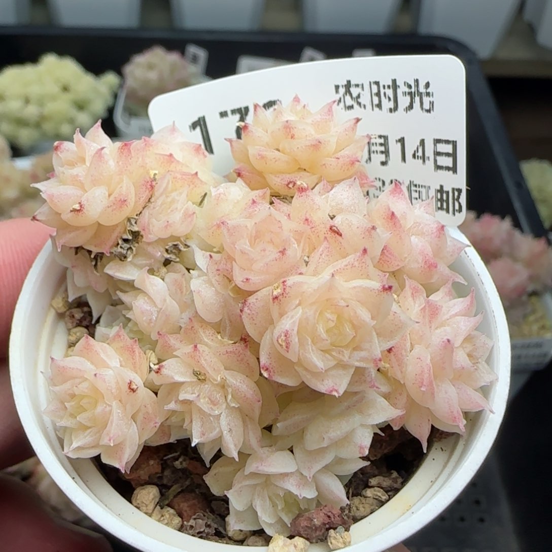 0214-176花朵麦秆