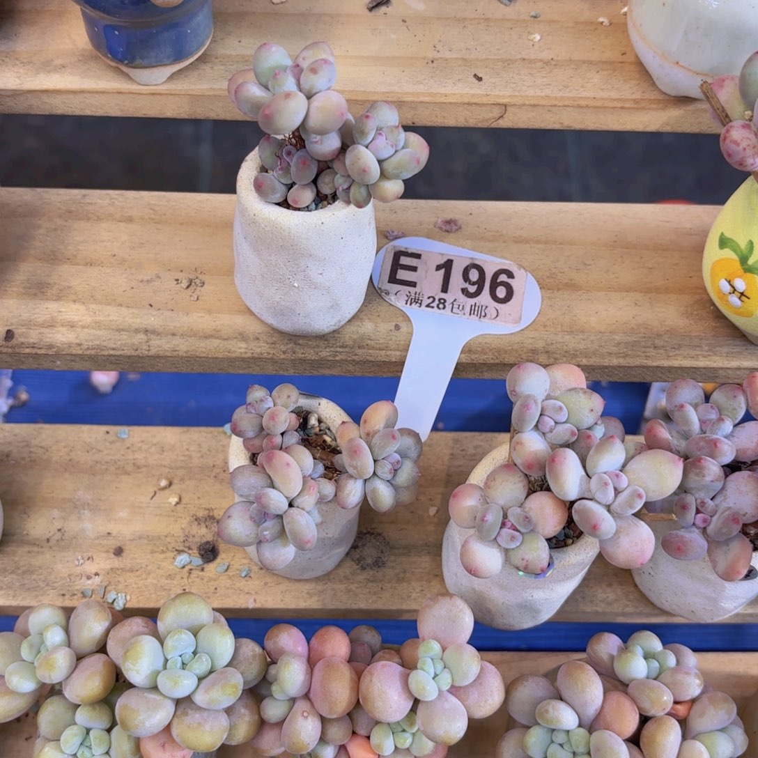 E196萤火虫奶酪一物语拍