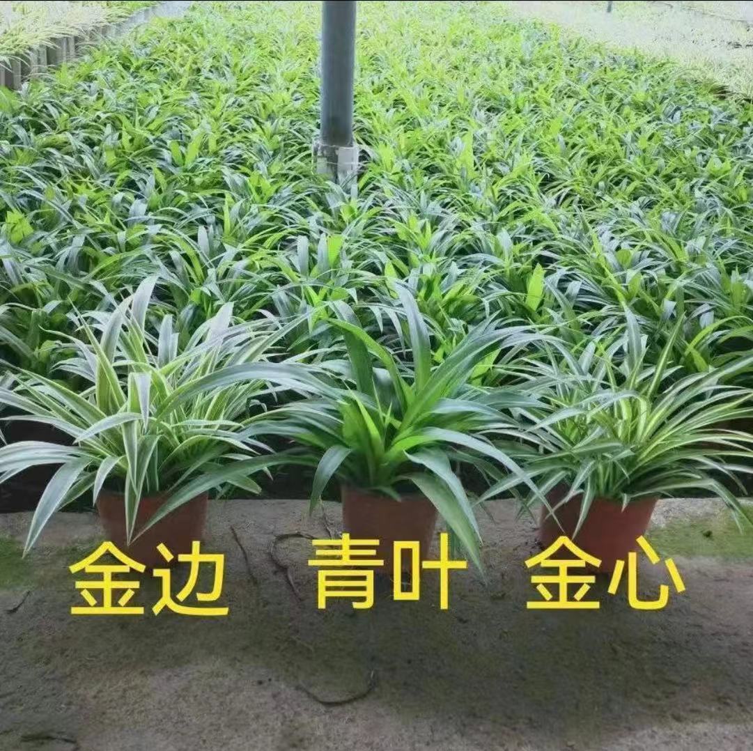 金边吊兰青叶吊兰盆栽垂吊花卉室内阳台办公室绿植好养吸除甲醛
