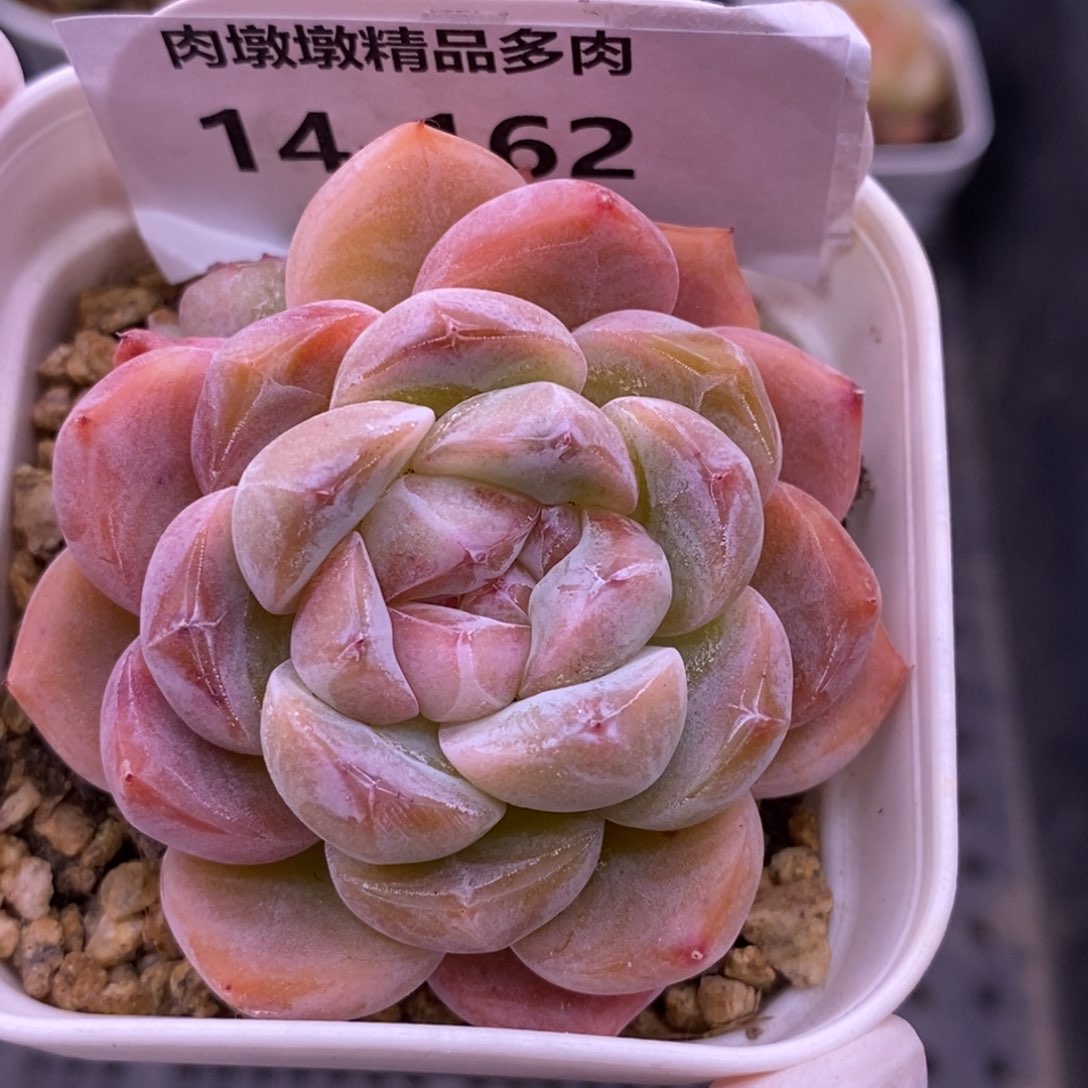 【闪购商品】14-162