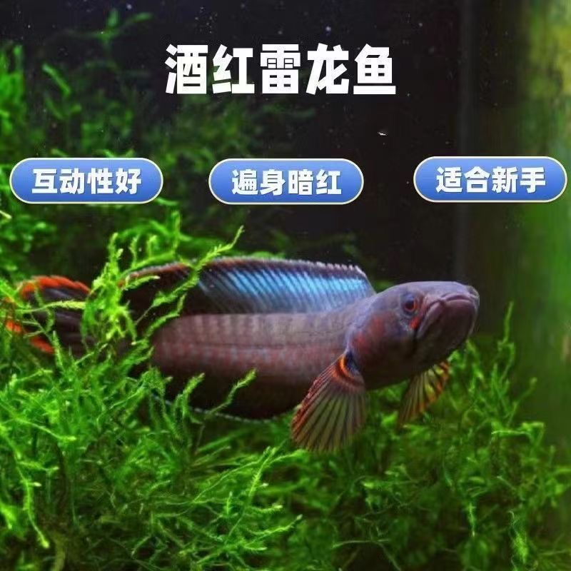 【组合套餐】酒红雷龙彩红宝石鬼王雷龙奶茶雷龙火背鱼苗凶猛淡水鱼