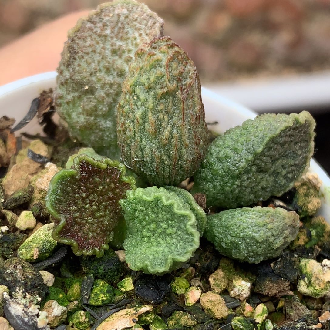 实生盲盒叶插 一物一拍