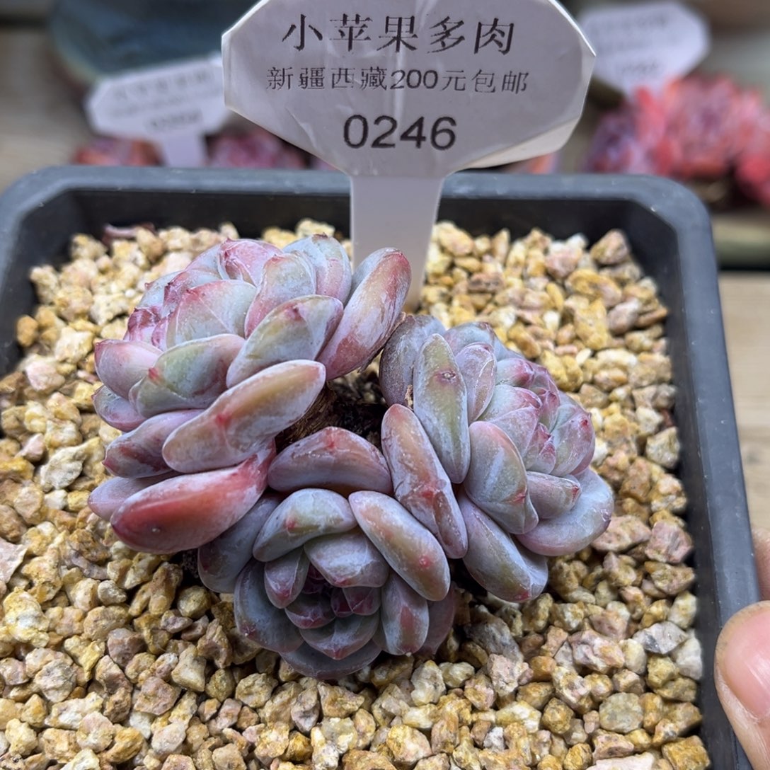 绿底紫心246/8cm3头