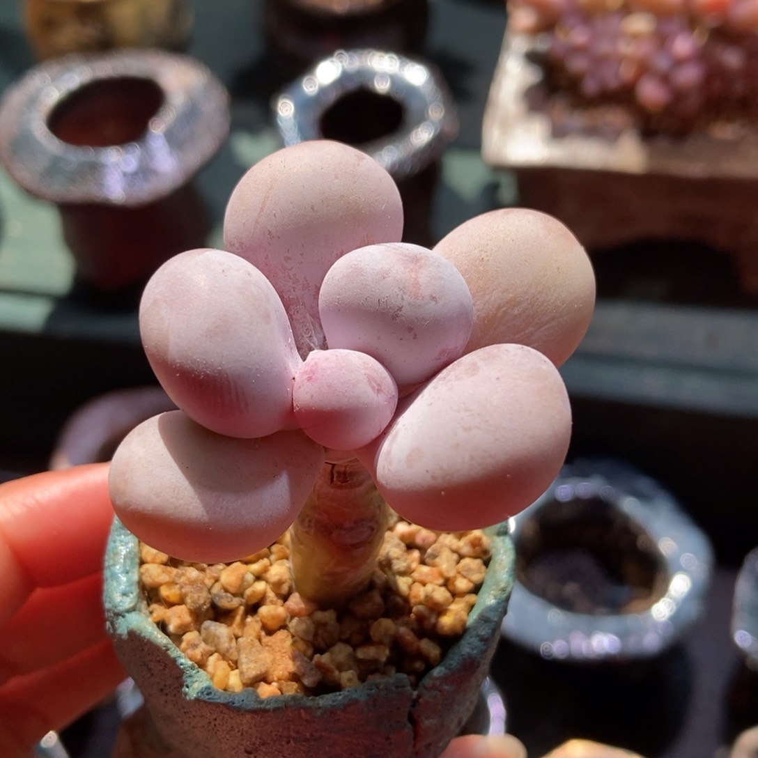 水光针奶酪小老桩