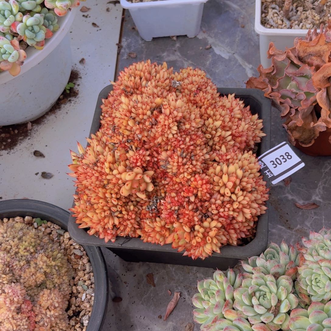 清纯乌木缀多肉3038