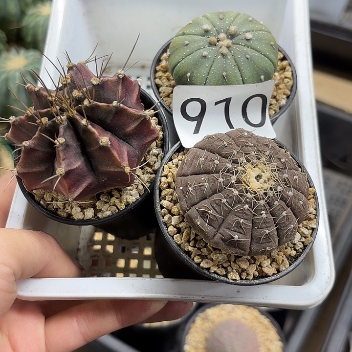    910一筐组合仙人球发货