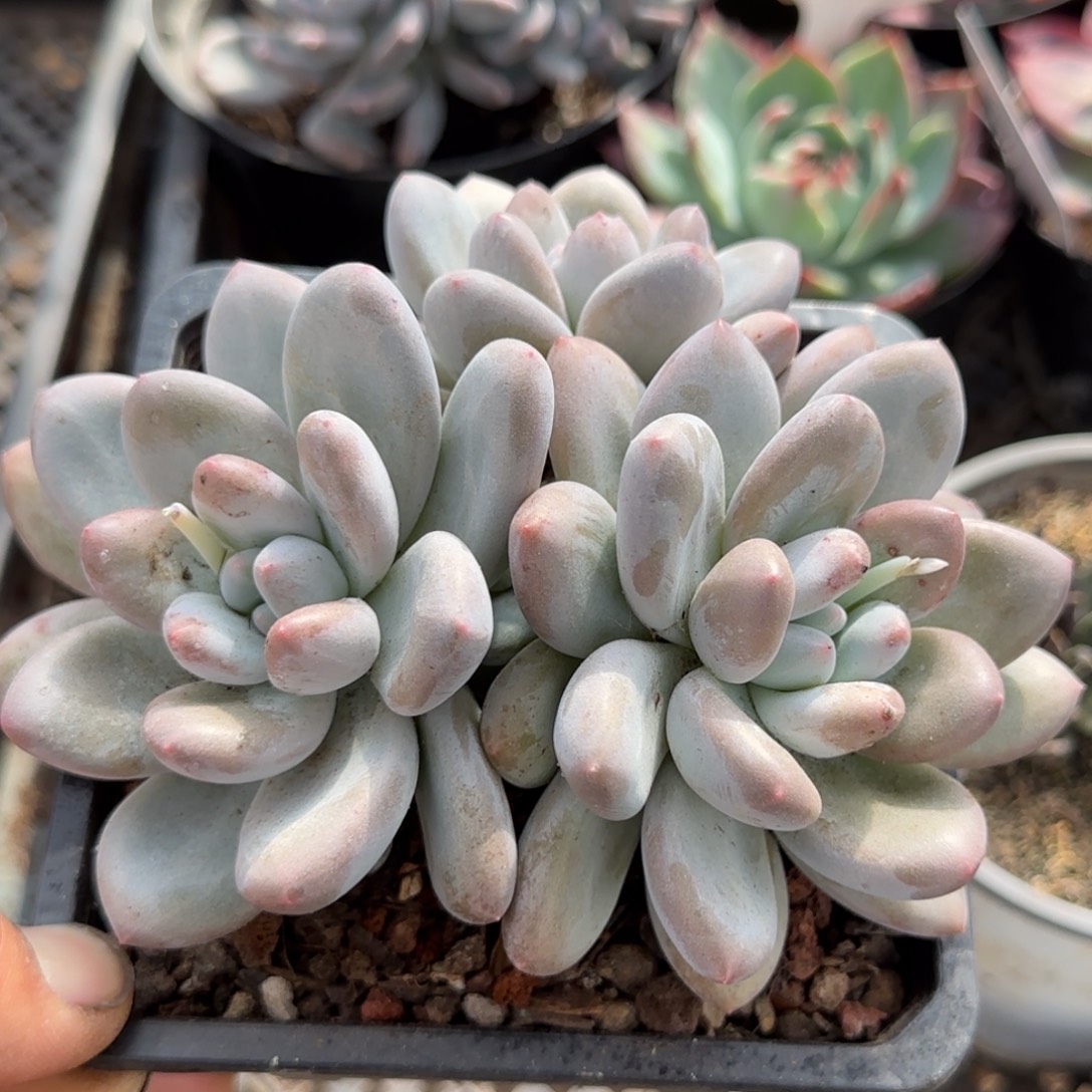 香水一物一拍包装收缩花旱