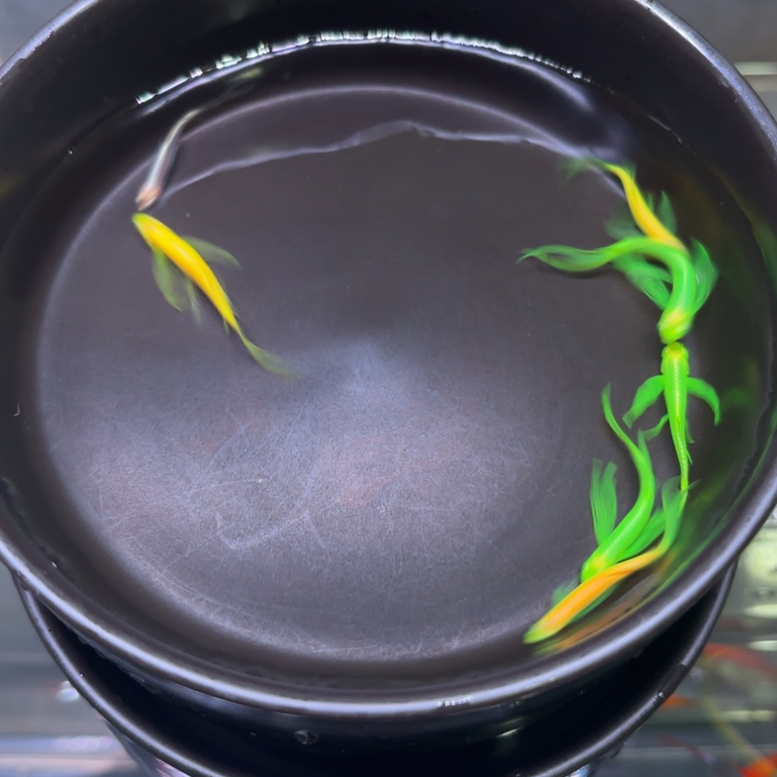 孔雀鱼蝶衣斑马 5➕2备损