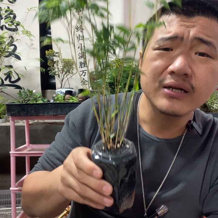 以实际为准盆景盆栽盆景213