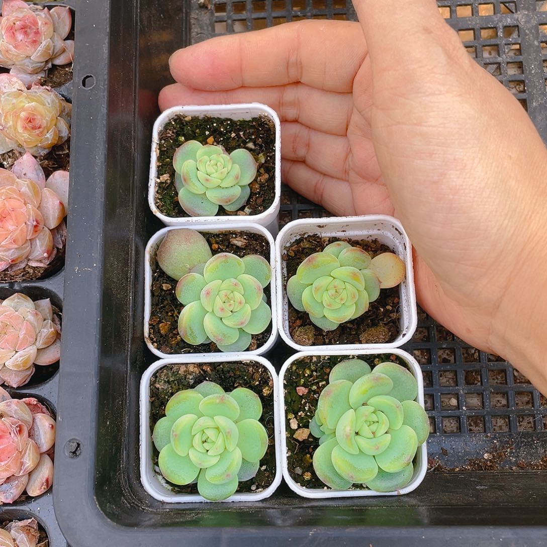 T3000 号甜心状态盆一个满25包邮