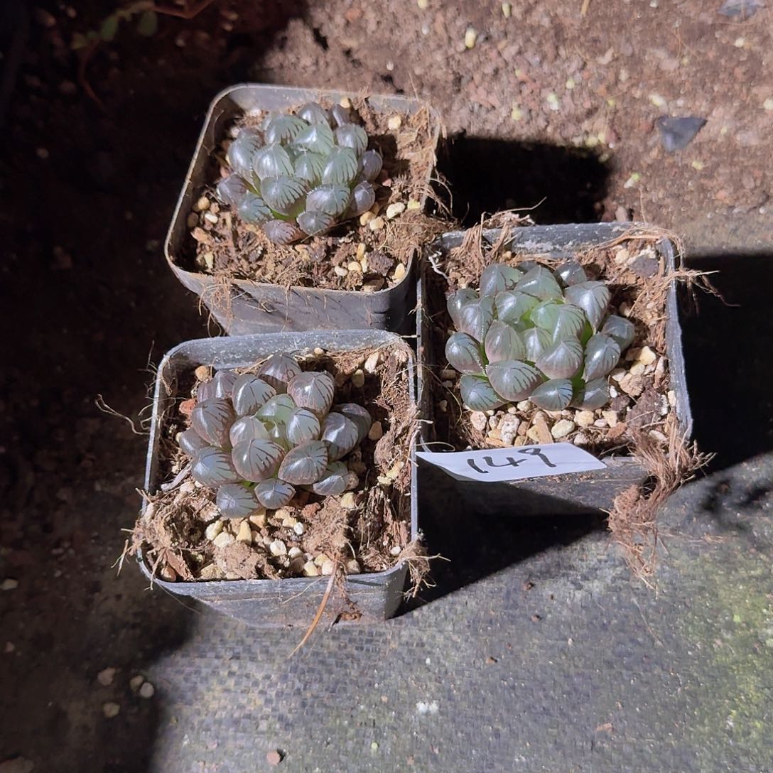 直播福利一物一拍149