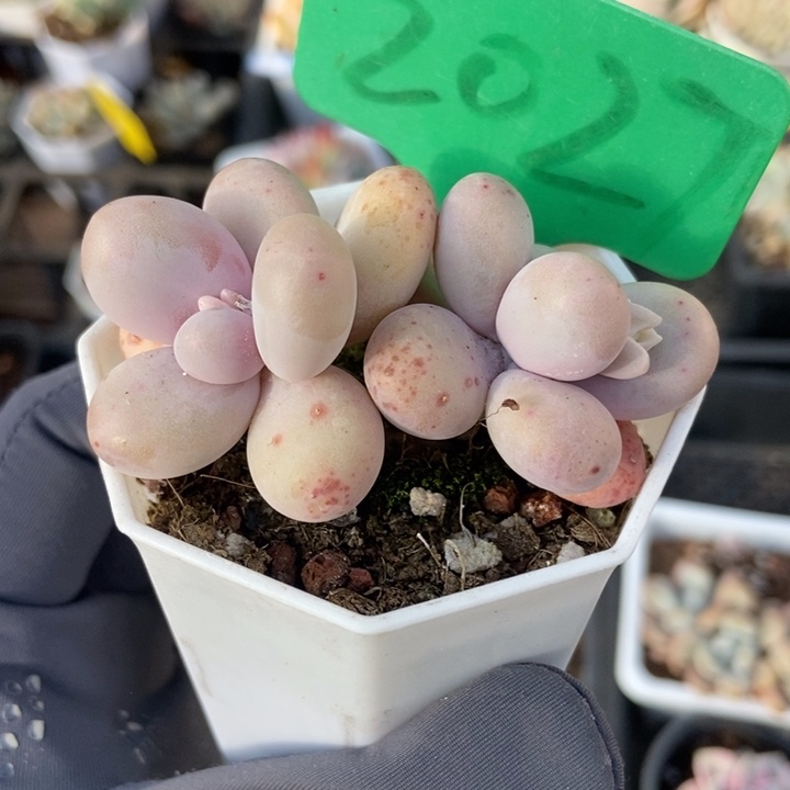 2027彩虹奶多肉植物保护