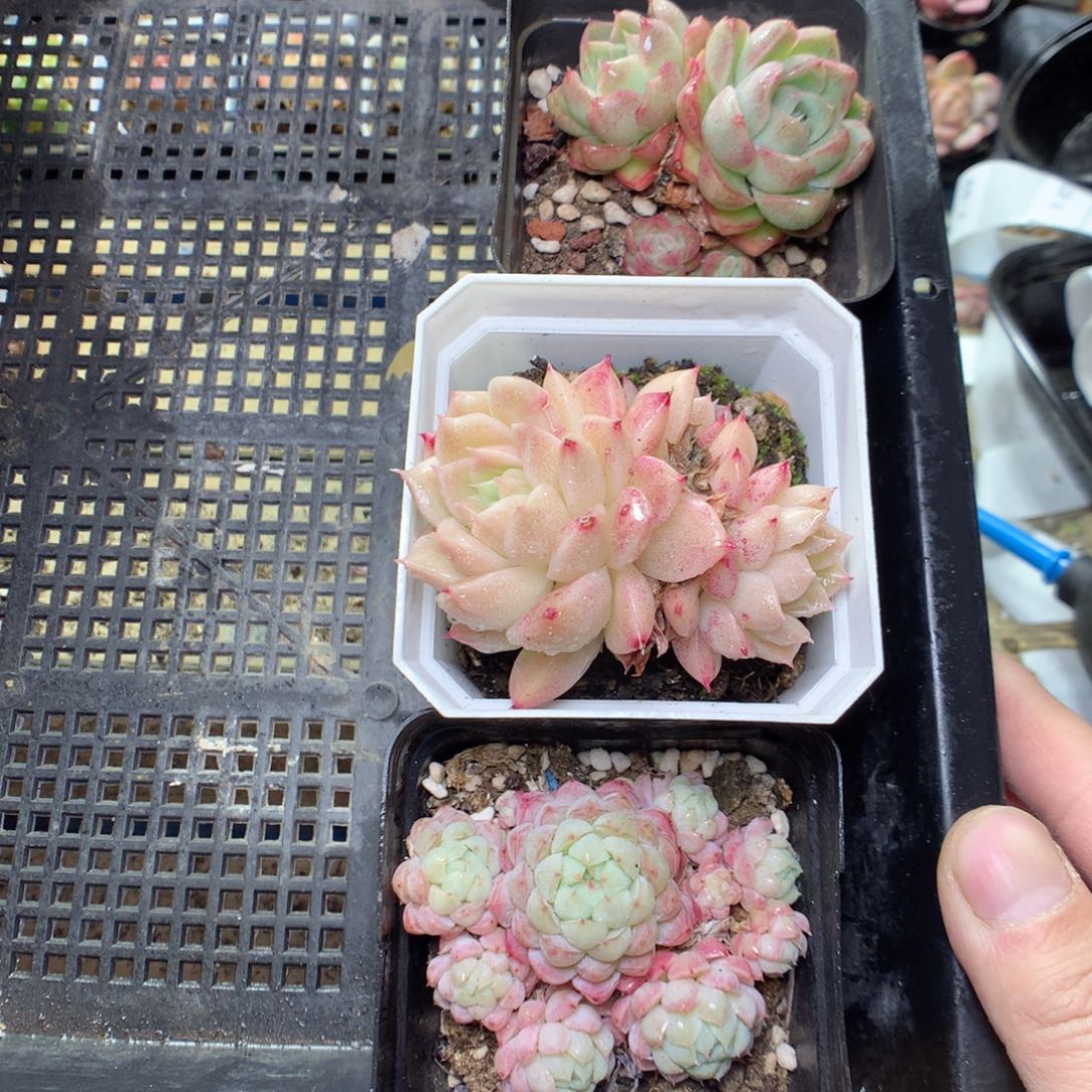 A49y y y y y y y t t