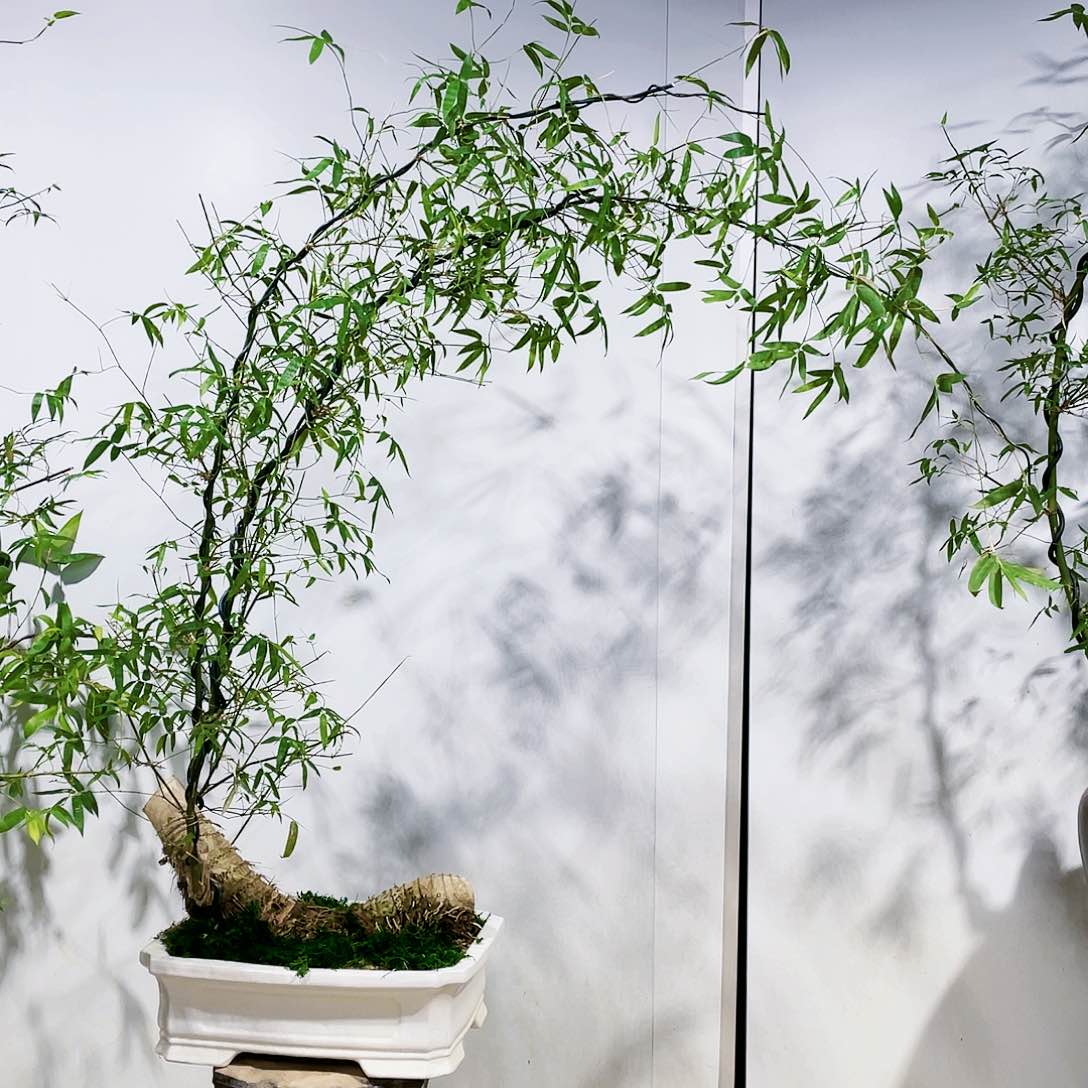 小叶簕竹熟桩陶瓷盆一物一拍