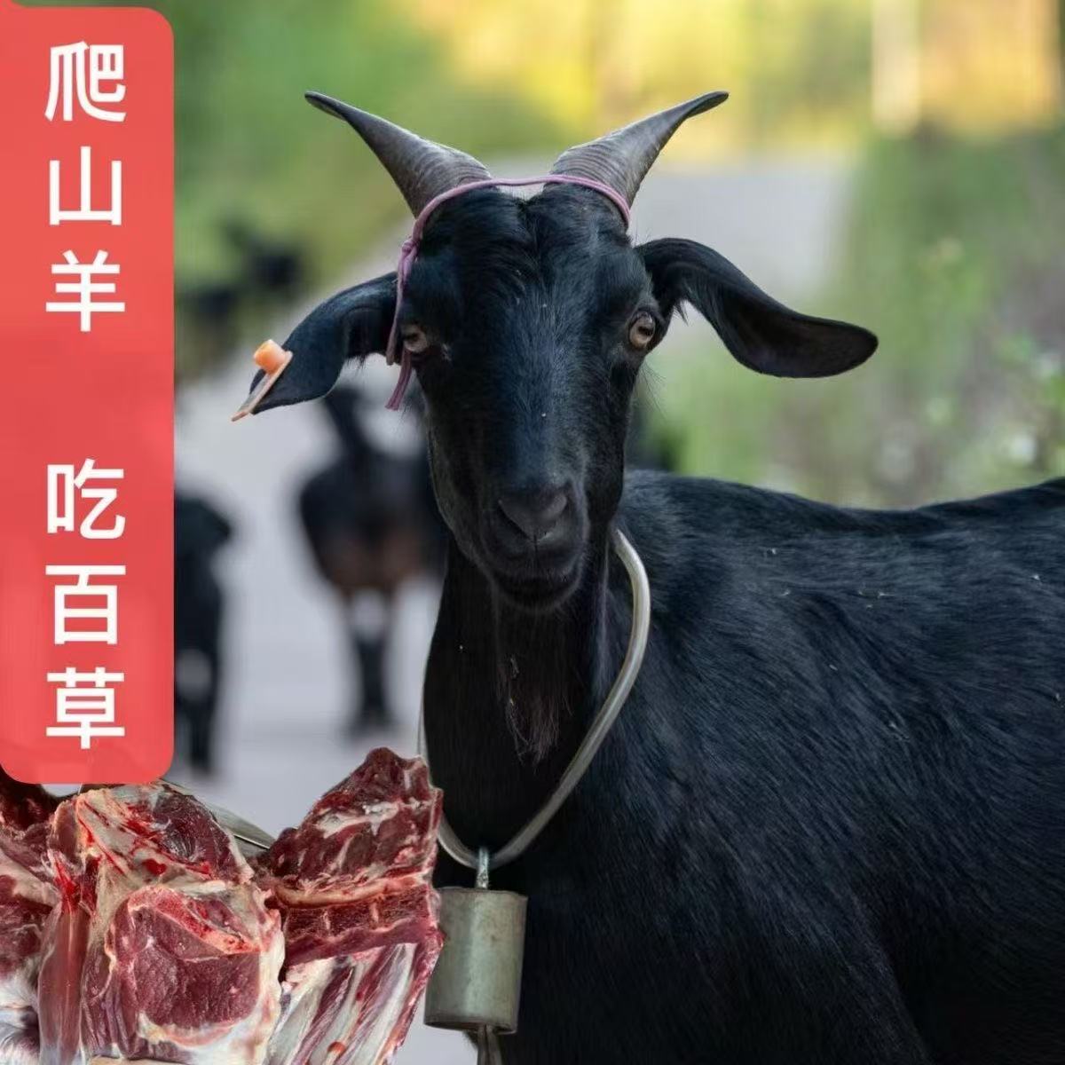 【散养黑山羊肉】整羊 半羊（以直播间称重为准）顺丰包邮