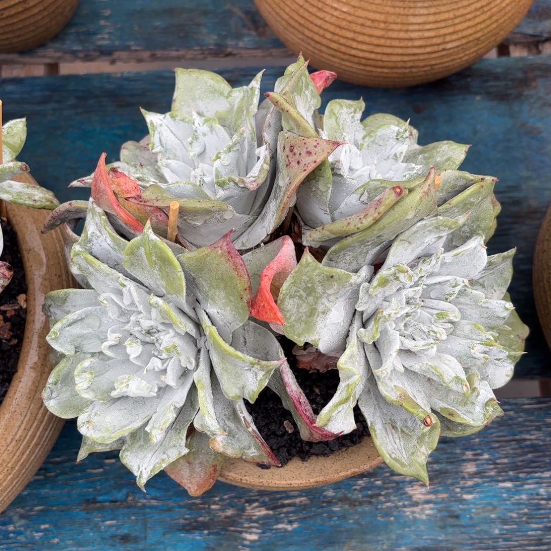 大宽叶，仙女杯多肉