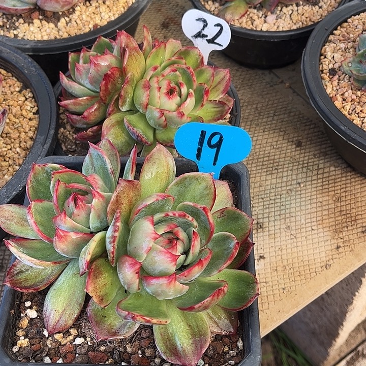 2***7惊鸿仙子一物一拍，2颗