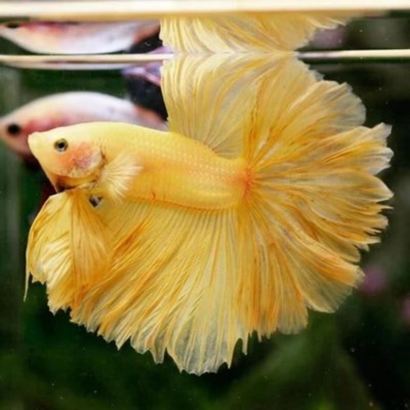 K1（1-24）泰国斗鱼精品鱼小型热带观赏鱼【直播间选鱼】