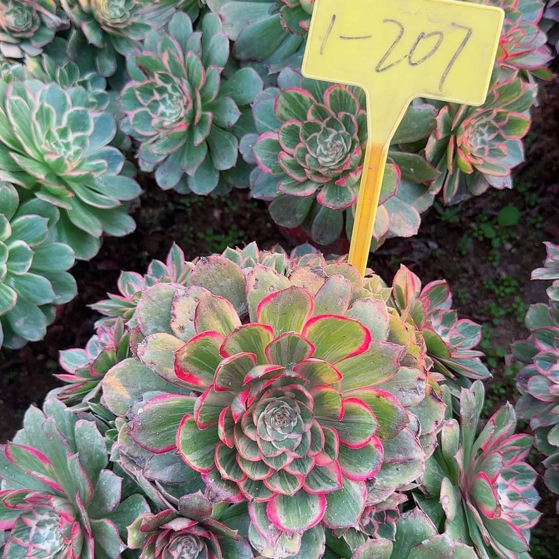 1-207---多头多肉植物