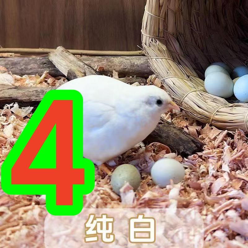 4号  信 青年可选颜色公母包邮包路损  