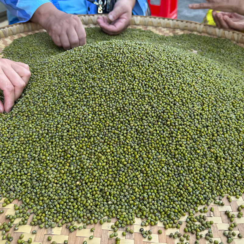 忠粮荟重庆山沟绿豆2025年新绿豆发芽粗粮打豆浆优选